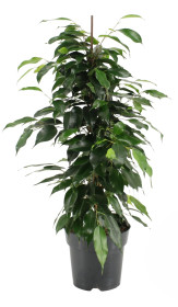 Fíkus, Ficus benjamina Danielle, průměr květináče 17 cm