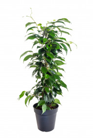 Fíkus, Ficus benjamina Danielle, zelený, průměr květináče 14 cm