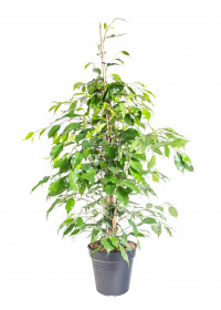 Fíkus, Ficus benjamina Danielle, zelený, průměr květináče 21 cm