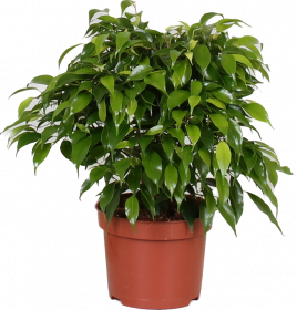 Fíkus, Ficus benjamina Green Kinky, průměr květináče 12 cm