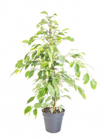Fíkus, Ficus benjamina Twilight, zeleno - bílý, průměr květináče 21 cm