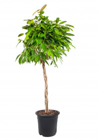 Fíkus, Ficus binnendijkii Amstel King, splétaný kmínek, průměr květináče 24 cm