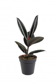 Fíkus, Ficus elastica Abidjan, průměr květináče 12 cm