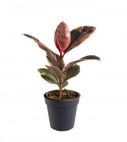 Fíkus, Ficus elastica Belize, průměr květináče 12 cm
