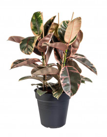 Fíkus, Ficus elastica Belize, průměr květináče 24 cm