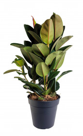 Fíkus, Ficus elastica Melany, průměr květináče 27 cm