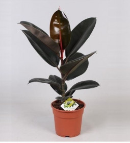 Fíkus, Ficus Elastica, průměr květináče 17 cm
