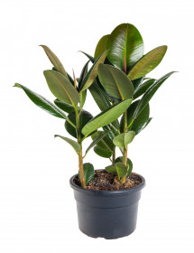 Fíkus, Ficus Elastica Robusta, vícekmenný, průměr květináče 21 cm