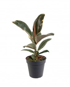 Fíkus, Ficus elastica Tineke, průměr květináče 12 cm