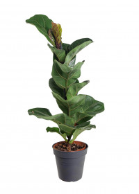 Fíkus, Ficus lyrata Bambino, průměr květináče 12 cm