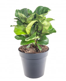 Fíkus, Ficus lyrata Bambino, průměr květináče 21 cm