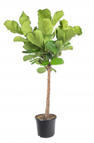 Fíkus, Ficus lyrata, kmínek, průměr květináče 30 cm