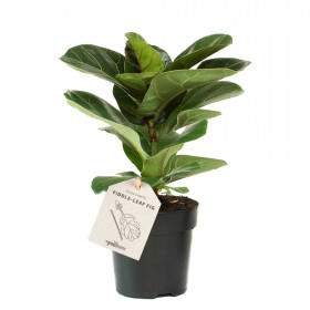 Fíkus, Ficus lyrata, průměr květináče 11 cm