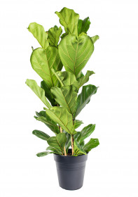 Fíkus, Ficus lyrata, vícekmenný, průměr květináče 24 cm
