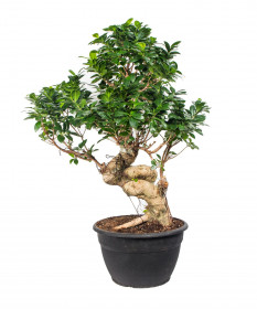 Fíkus, Ficus microcarpa, bonsaj Ginseng, průměr květináče 35 cm