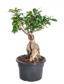 Fíkus, Ficus microcarpa, bonsaj, průměr květináče 18 - 19 cm