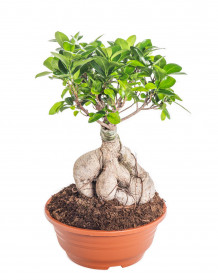 Fíkus, Ficus microcarpa, bonsaj, průměr květináče 21 - 23 cm
