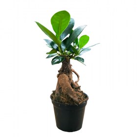 Fíkus, Ficus microcarpa Ginseng, bonsaj, průměr květináče 6 cm