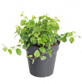 Fíkus plazivý, Ficus pumila White Sunny, průměr květináče 12 cm