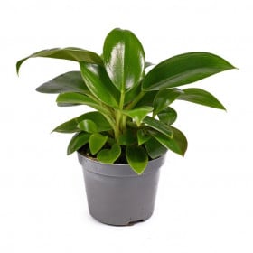 Filodendron, Philodendron Green Princess, průměr květináče 11 cm