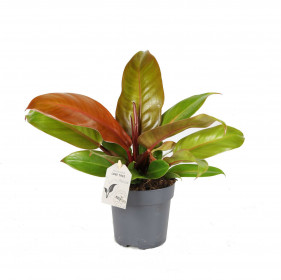 Filodendron, Philodendron Prince of Orange, průměr květináče 11 cm