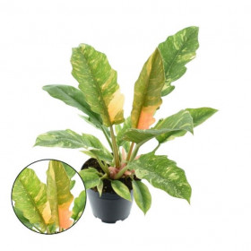 Filodendron, Philodendron Ring of Fire, průměr květináče 14 cm