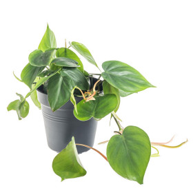 Filodendron, Philodendron Scandes, průměr květináče 13 cm