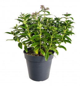 Hebe Addenda, Rozrazilec Green Leaf, velikost kontejneru 1.5 l