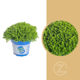 Hebe Bob, Rozrazilec Green Boys, průměr květináče 12 - 13 cm