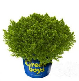 Hebe Bob, Rozrazilec Green Boys, průměr květináče 17 cm