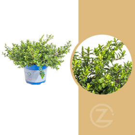 Hebe John, Rozrazilec Green Boys, průměr květináče 12 - 13 cm