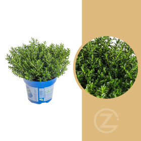 Hebe Paul, Rozrazilec Green Boys, průměr květináče 12 - 13 cm