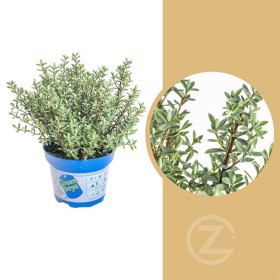 Hebe Ray, Rozrazilec Green Boys, průměr květináče 12 - 13 cm