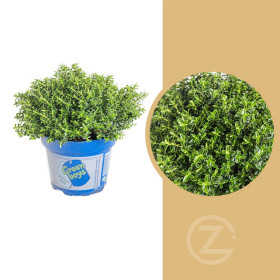 Hebe Sam, Rozrazilec Green Boys, průměr květináče 12 - 13 cm