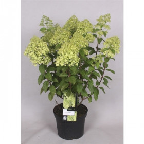 Hortenzie latnatá, Hydrangea paniculata Limelight, krémovo - zelená, velikost kontejneru 3 l