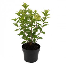 Hortenzie latnatá, Hydrangea paniculata Little Lime, krémovo - zelená