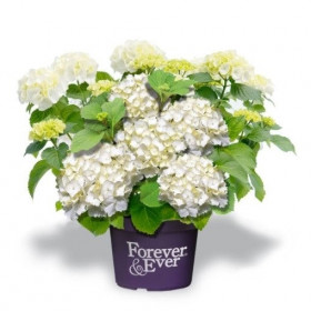 Hortenzie velkolistá, Hydrangea macrophylla Forever & Ever, bílá