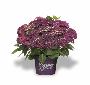 Hortenzie velkolistá, Hydrangea macrophylla Forever & Ever, fialová