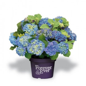 Hortenzie velkolistá, Hydrangea macrophylla Forever & Ever, modrá