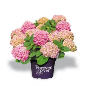 Hortenzie velkolistá, Hydrangea macrophylla Forever & Ever, růžová