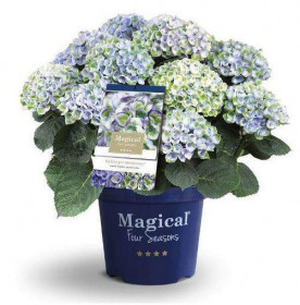 Hortenzie velkolistá, Hydrangea macrophylla Magical Revolution, modrá, velikost kontejneru 5 l