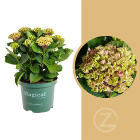 Hortenzie velkolistá, Hydrangea macrophylla Magical Revolution, růžová, velikost kontejneru 5 l