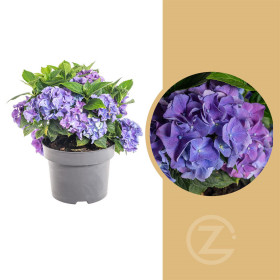 Hortenzie velkolistá, Hydrangea macrophylla, modrá, velikost kontejneru 5 l