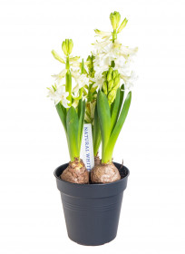 Hyacint bílý, rychlený, průměr květináče 10 - 12 cm