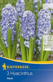 Hyacint cibule, Hyacinth Aqua, Kiepenkerl, světle modrý, 3 ks