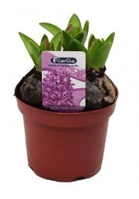 Hyacint fialový, rychlený, průměr květináče 10 - 12 cm