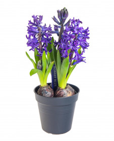 Hyacint modrý, rychlený, průměr květináče 10 - 12 cm