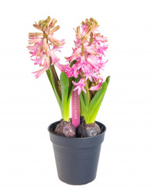 Hyacint růžový, rychlený, průměr květináče 10 - 12 cm