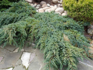 Jalovec šupinatý, Juniperus squamata Blue Carpet, velikost kontejneru 2 l