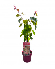 Javor hadí, Acer conspicuum Red Flamingo, velikost kontejneru 3 l